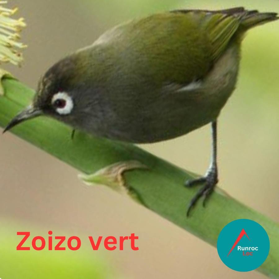 Zoizo Vert - Studio Au Calme Avec Jardin - St Leu Saint-Leu Exterior foto